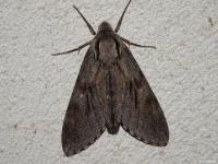 Sphinx du Pin
