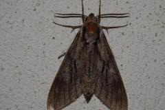 Sphinx du Pin, papillon, Drôme, juin 2026