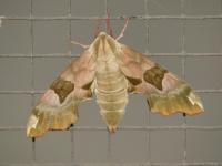 Sphingidae