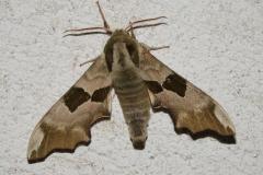 Sphinx du tilleul, papillon, Drôme, avril 2026