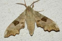 Sphinx du tilleul, papillon, Drôme, juillet 2026