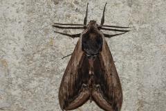 Sphinx du Troène, papillon, Drôme, juin 2026