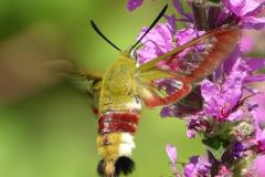 Sphinx gazé, papillon, Drôme, juillet 2026