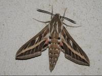 Sphinx livournien