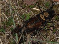 Sphinx tête de mort