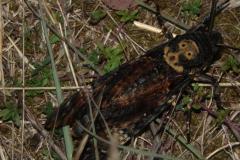 Sphinx tête de mort, papillon, Drôme, août 2025