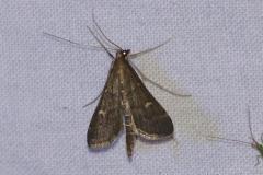 Sténie ponctuée, papillon, Drôme, août 2023
