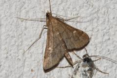 Sténie ponctuée, papillon, Drôme, juin 2025