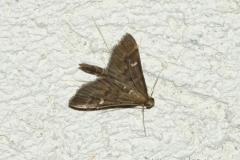 Sténie ponctuée, papillon, Drôme, août 2024