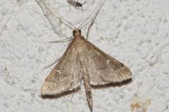 Sténie ponctuée, papillon, Drôme, juin 2025