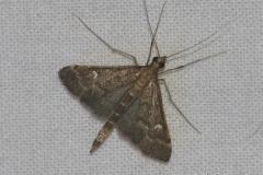 Sténie ponctuée, papillon, Drôme, août 2023