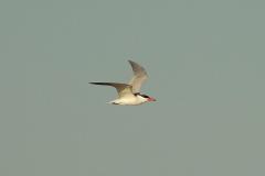 Sterne caspienne, Camargue, avril 2026