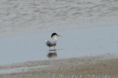 Sterne naine, Camargue, mai 2023