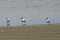 Sterne naine, Camargue, mai 2023