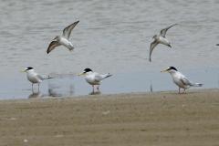 Sterne naine, Camargue, mai 2023