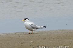 Sterne naine, Camargue, mai 2023