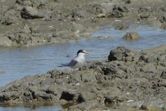 Sterne naine, Camargue, mai 2025