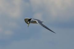 Sterne naine, Camargue, mai 2025
