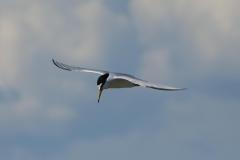 Sterne naine, Camargue, mai 2025