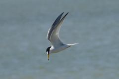 Sterne naine, Camargue, mai 2025