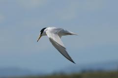 Sterne naine, Camargue, mai 2025