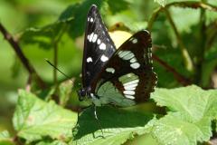 Sylvain azuré, papillon, Drôme, mai 2024