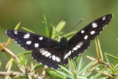 Sylvain azuré, papillon, Drôme, mai 2024