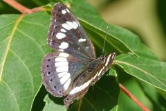 Sylvain azuré, papillon, Drôme, août 2023
