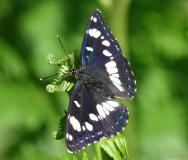 Sylvain azuré, papillon, Drôme, mai 2020