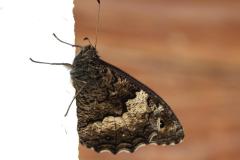 Sylvandre, papillon, Drôme, juin 2026