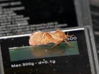 Hepialidae