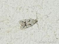Symmoca signatella
