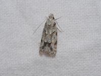 Autostichidae
