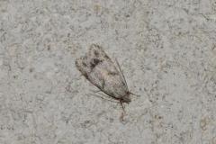 Symmoca signatella, papillon, Drôme, juin 2025