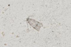 Symmoca signatella, papillon, Drôme, août 2025