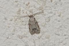 Symmoca signatella, papillon, Drôme, juillet 2025