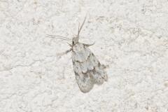 Symmoca signatella, papillon, Drôme, juin 2025