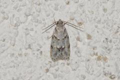 Symmoca signatella, papillon, Drôme, juin 2025