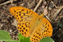 Tabac d'Espagne, papillon, Drôme, août 2025