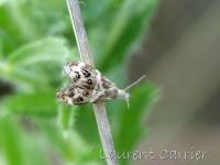 Tebenna micalis