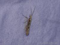 Plutellidae