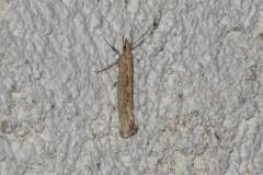 Teigne des crucifères, papillon, Drôme, avril 2025