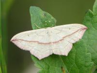 Geometridae