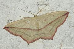 Timandre aimée, papillon, Drôme, août 2024