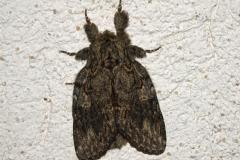 Timide, papillon, Drôme, mars 2026