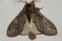 Timide, papillon, Drôme, avril 2026