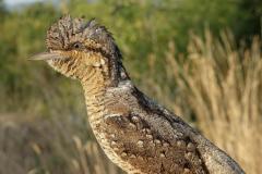 Torcol fourmilier, jeune, Drôme, août 2025