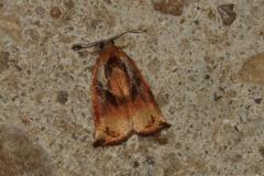 Tordeuse de l'Osier , papillon, Drôme, août 2025