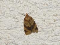 Tordeuse des forêts