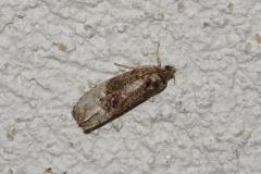 Hédyade de l'aubépine, papillon, Drôme, juin 2025